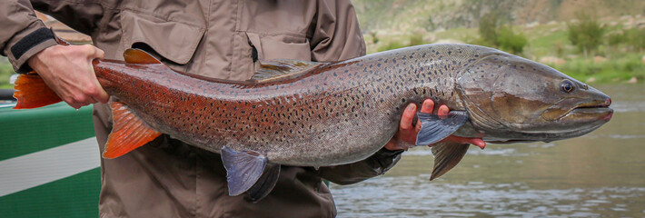 Close up of a large Taimen fish, the largest salmonid in the world