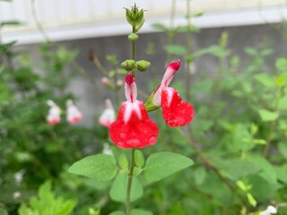 Salvia microphylla &lsquo;Hot Lips&rsquo;