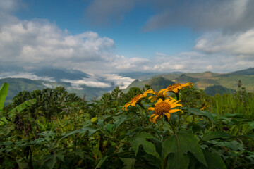 a sunflower in the cloudy mountains