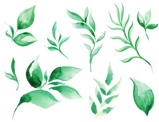 Hand drawn watercolor leaves set isolated on white background. Botanical illustration. Set of Green leaves, herbs and branches. Floral Design elements.