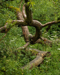Fototapeta premium Woodland Landscape in North East England, UK.