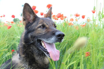Deutscher Schäferhund reinrassig im Mohnfeld in der Mohnwiese Gerste Mohnblumen