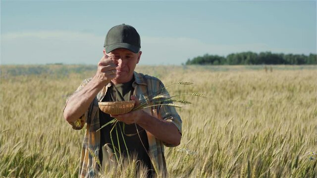 The farmer or agronomist enjoys the wheat harvest.