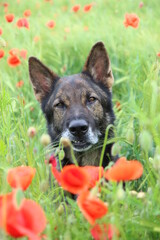 Deutscher Schäferhund reinrassig im Mohnfeld in der Mohnwiese Gerste Mohnblumen