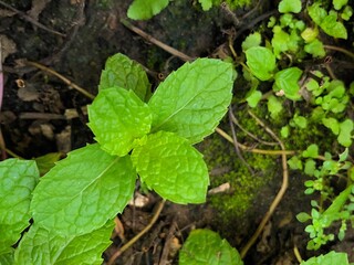 Kitchen mint background and close up