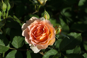 orange rose in garden