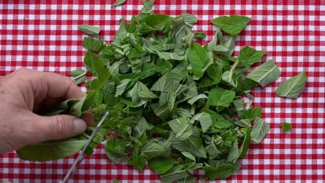 Cutting Wild Mint into small pieces (Mentha arvensis) - (4K)