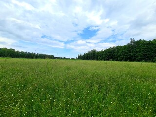 green field and blue sky