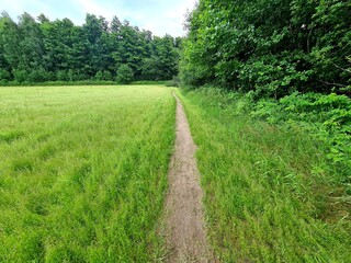 footpath in the fields