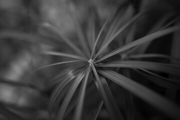 Flores y Plantas en Blanco y Negro.