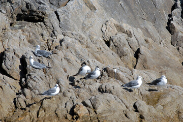 Black-tailed gulls (Larus crassirostris). Dalnevostochny Morskoy Nature Reserve, Peter the Great Gulf, Sea of Japan, Primorsky Krai (Primorye), Far East, Russia.