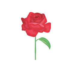 red rose icon, detailed style