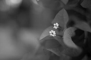 Flores y Plantas en Blanco y Negro.