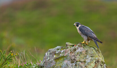 PEREGRINE FALCON (Falco peregrinus)