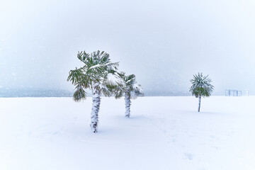 Tropical evergreen palm trees covered white snow stands in a snowdrift in a blizzard. Cold unusual...
