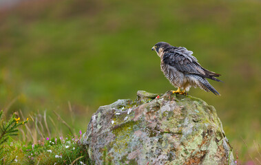 PEREGRINE FALCON (Falco peregrinus)