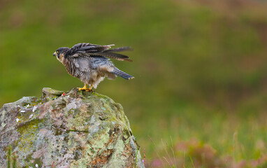 PEREGRINE FALCON (Falco peregrinus)