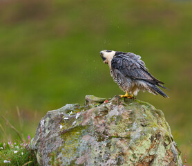 PEREGRINE FALCON (Falco peregrinus)
