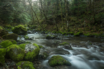 Naklejka na ściany i meble River in Oregon with mossy rocks surrounded by forest. Long exposure
