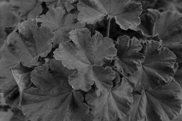 Flores y Plantas en Blanco y Negro.