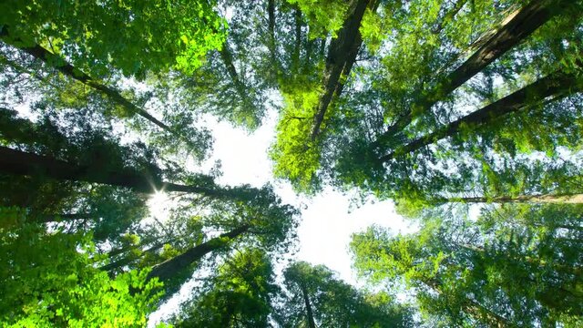 Redwood Forest low angle dolly shot