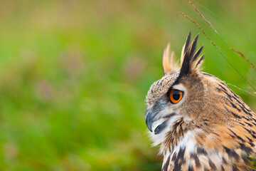 EURASIAN EAGLE OWL - BUHO REAL (Bubo bubo)
