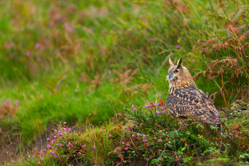 EURASIAN EAGLE OWL - BUHO REAL (Bubo bubo)