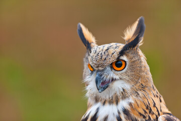 EURASIAN EAGLE OWL - BUHO REAL (Bubo bubo)