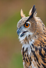 EURASIAN EAGLE OWL - BUHO REAL (Bubo bubo)