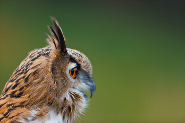 EURASIAN EAGLE OWL - BUHO REAL (Bubo bubo)