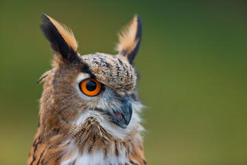 EURASIAN EAGLE OWL - BUHO REAL (Bubo bubo)