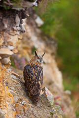 EURASIAN EAGLE OWL - BUHO REAL (Bubo bubo)