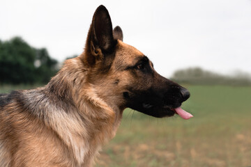 Portrait of a German shepherd. The Sheepdog stuck out its tongue. Dog walks in nature. Black and red German shepherd.