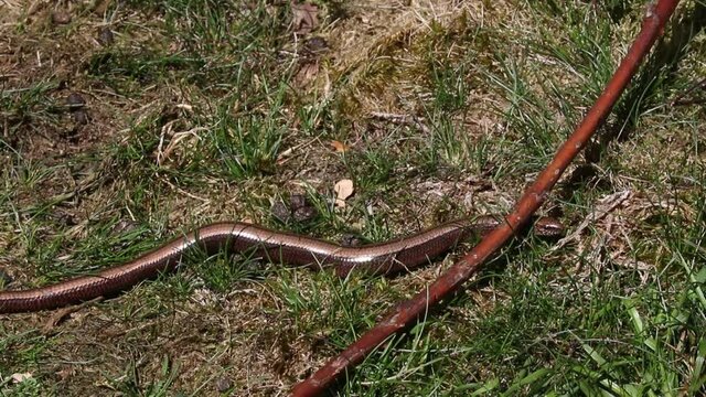 Slow Worm, Anquis fragilis. Single adult moving through short grass. Staffordshire. British Isles