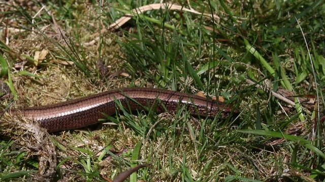 Slow Worm Anguis fragilis moving through grass. Staffordshire. British Isles.
