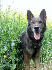 Deutscher Schäferhund im Rapsfels, gelbe Blumen