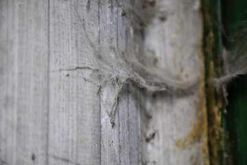 Cobwebs on wooden door
