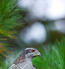 NORTHERN GOSHAWK  - AZOR COMUN (Accipiter gentilis)