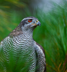 NORTHERN GOSHAWK  - AZOR COMUN (Accipiter gentilis)