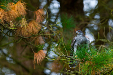 NORTHERN GOSHAWK  - AZOR COMUN (Accipiter gentilis)