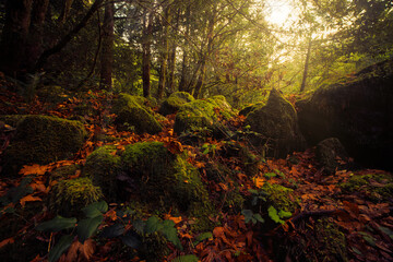Fall season in Oregon. Orange colored leaves on rocks in river. 