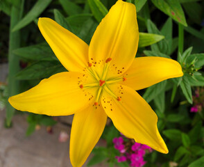Yellow lily in the garden.