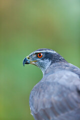 NORTHERN GOSHAWK  - AZOR COMUN (Accipiter gentilis)