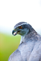 NORTHERN GOSHAWK  - AZOR COMUN (Accipiter gentilis)