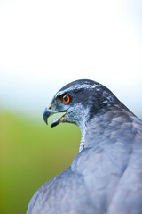 Fototapeta premium NORTHERN GOSHAWK - AZOR COMUN (Accipiter gentilis)