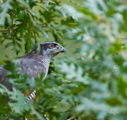 NORTHERN GOSHAWK  - AZOR COMUN (Accipiter gentilis)