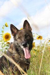 reinrassiger Deutscher Schäferhund im Sonnenblumenfeld Sonnenblumen Sommer Sonne