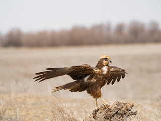 Aguilucho lagunero occidental (Circus aeruginosus)