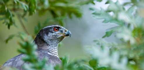 NORTHERN GOSHAWK  - AZOR COMUN (Accipiter gentilis)