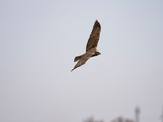 Aguilucho lagunero occidental (Circus aeruginosus)
